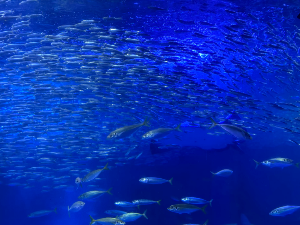 日本游记(二) 日本游记(二)