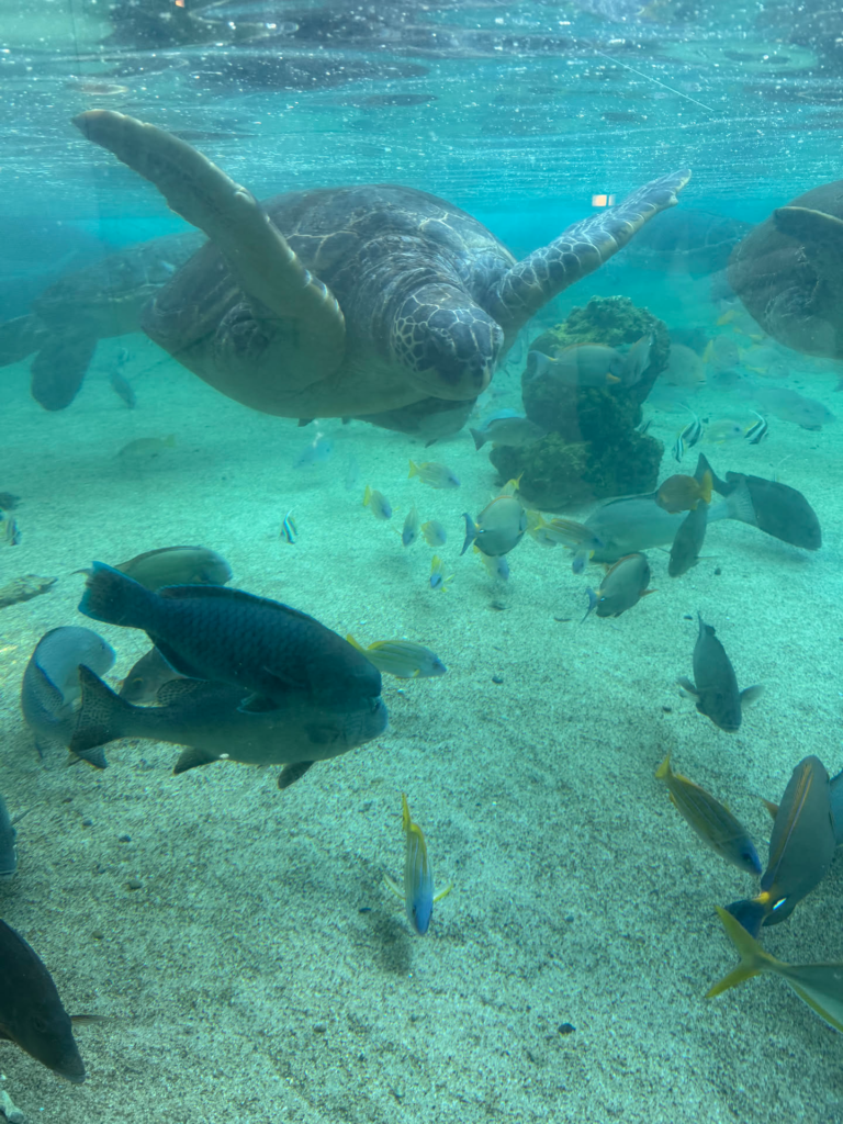 日本游记(二) 日本游记(二)