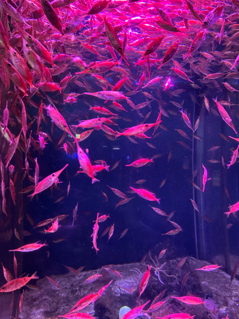 日本游记(二) 日本游记(二)