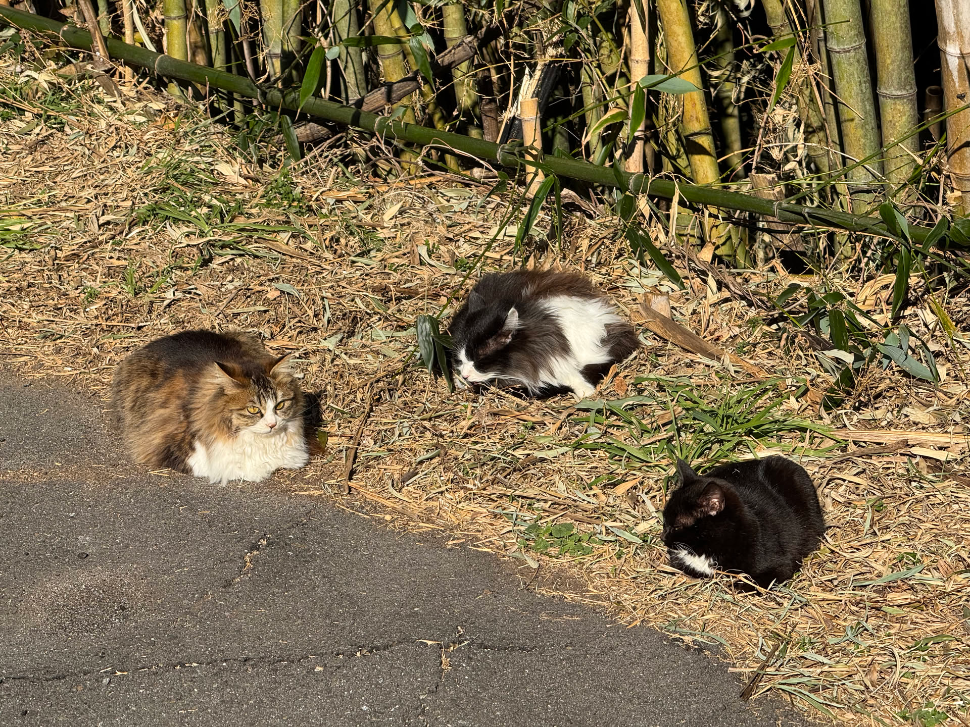 日本游记(二) 日本游记(二)